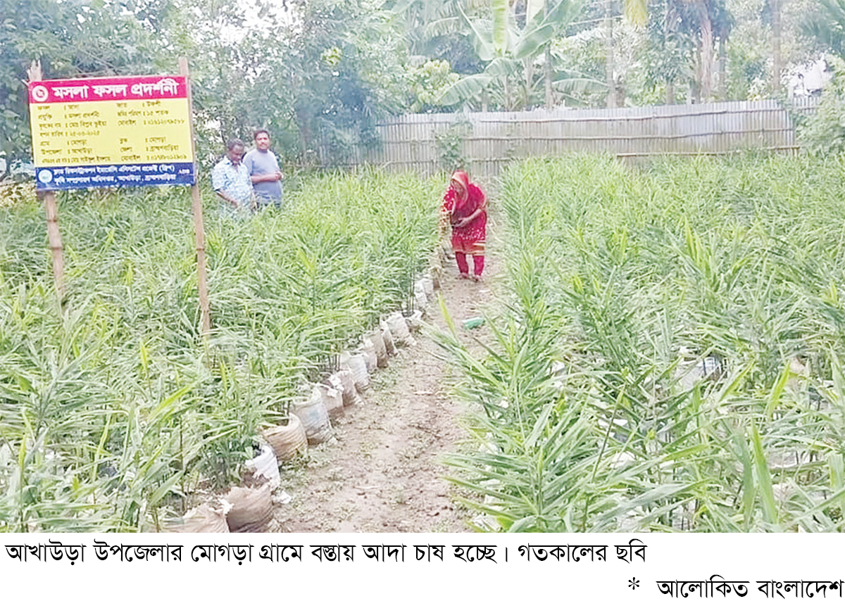 আখাউড়ায় বস্তায় আদা চাষে সাফল্য আখাউড়ায় বস্তায় আদা চাষে সাফল্য