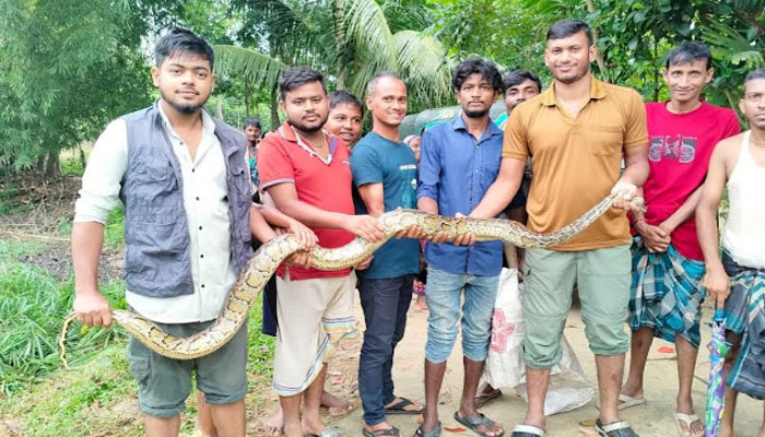 কমলগঞ্জে ধানক্ষেত থেকে ১০ ফুট লম্বা অজগর উদ্ধার কমলগঞ্জে ধানক্ষেত থেকে ১০ ফুট লম্বা অজগর উদ্ধার