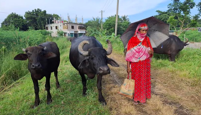 গরু মহিষ নিয়ে লোকালয়ে চরের খামারিরা, ঘাস ফুরিয়ে যাওয়ার শঙ্কা