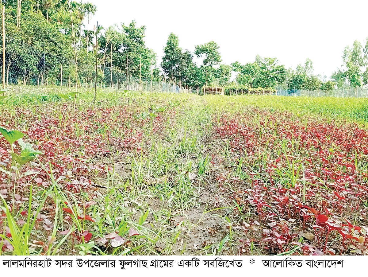 খরিপের পর রবি সবজিতে স্বপ্ন দেখছেন লালমনিরহাটের চাষিরা খরিপের পর রবি সবজিতে স্বপ্ন দেখছেন লালমনিরহাটের চাষিরা
