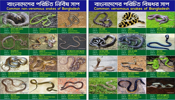 রুয়েটে সাপ সংরক্ষণ ও অবমুক্তকরণ কর্মশালা অনুষ্ঠিত