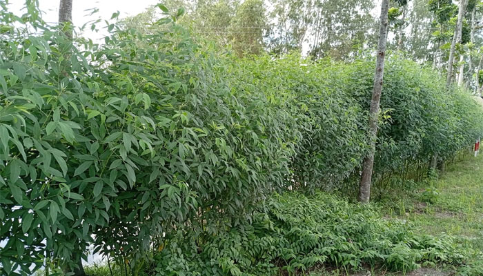 লালমনিরহাটে জমির আইলে গাছ কালাইয়ের চাষ