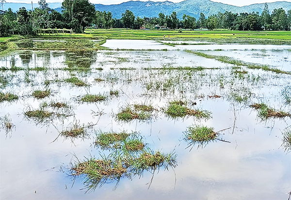 কৃষকদের দুর্ভোগ কৃষকদের দুর্ভোগ