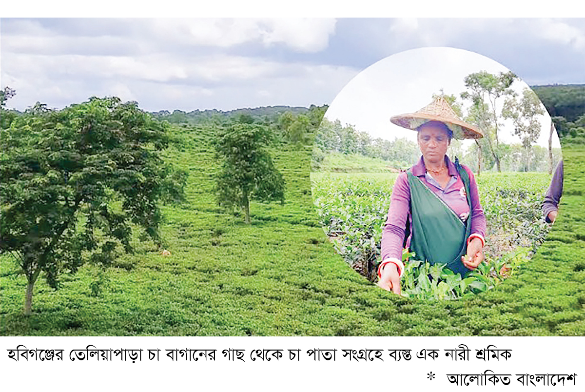 প্রকৃতিতে দ্যুতি ছড়াচ্ছে তেলিয়াপাড়া চা বাগান প্রকৃতিতে দ্যুতি ছড়াচ্ছে তেলিয়াপাড়া চা বাগান