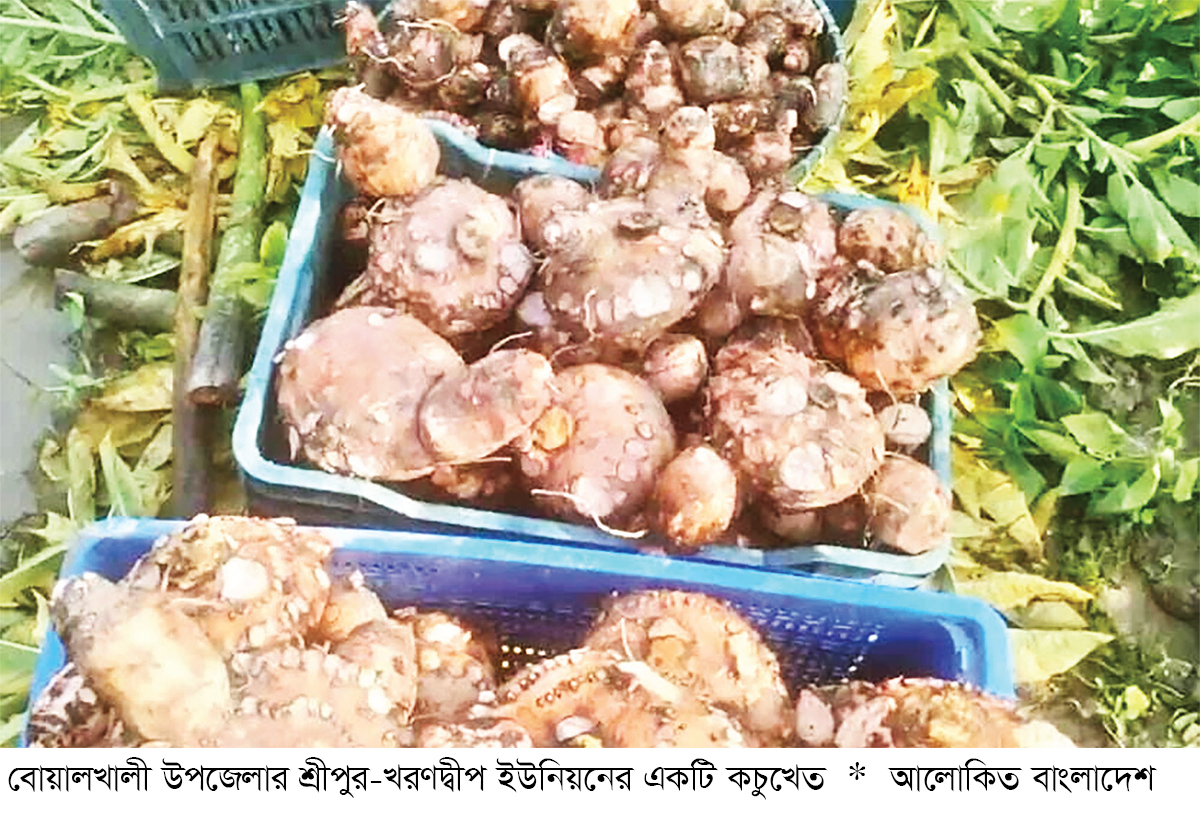 বোয়ালখালীতে বাণিজ্যিকভাবে ওলকচু চাষ বোয়ালখালীতে বাণিজ্যিকভাবে ওলকচু চাষ
