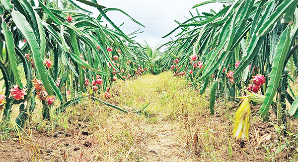 সারি সারি দাঁড়িয়ে আছে হাজারো ড্রাগন ফল গাছ সারি সারি দাঁড়িয়ে আছে হাজারো ড্রাগন ফল গাছ