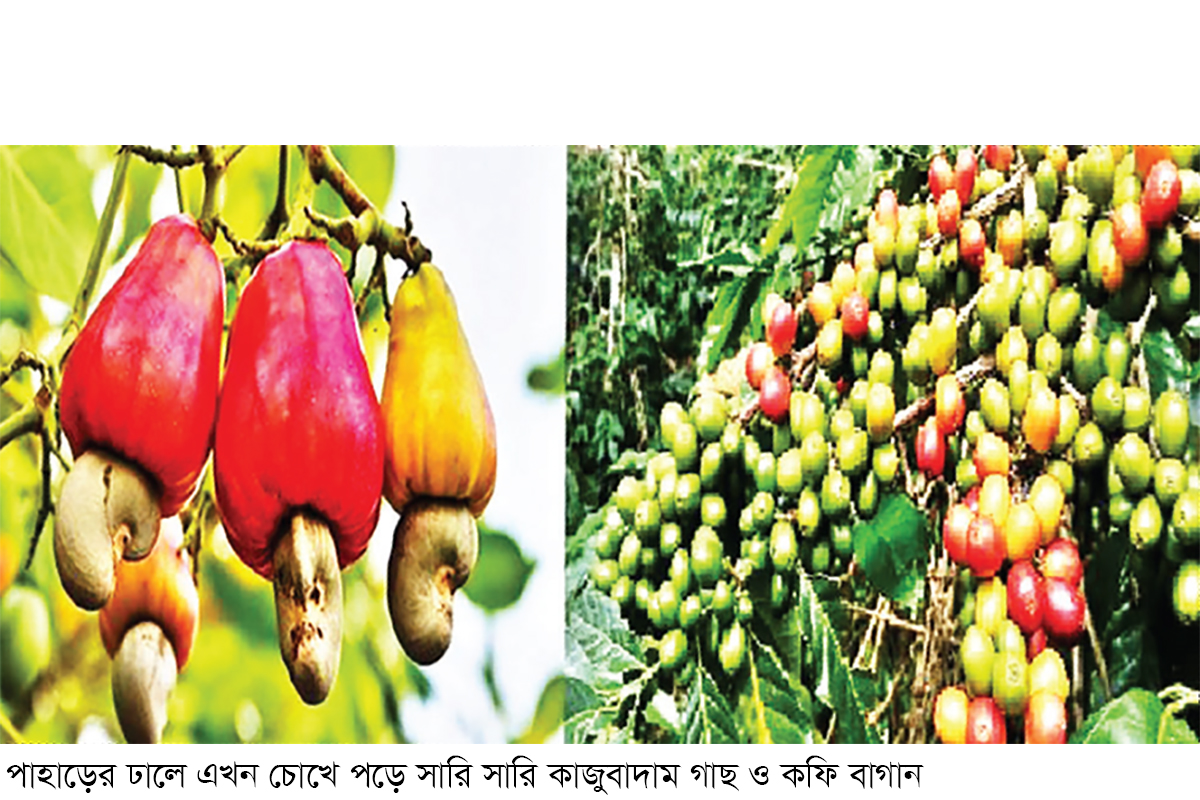 কাজুবাদাম-কফিতে বদলে যাচ্ছে রাঙামাটির কৃষি