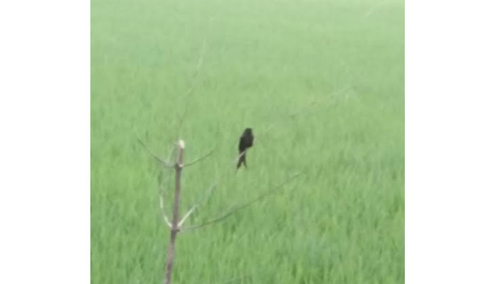 ধানে পোকা দমনে পার্চিং: কমছে কীটনাশক প্রয়োগ ধানে পোকা দমনে পার্চিং: কমছে কীটনাশক প্রয়োগ