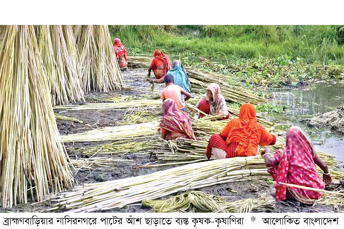 ব্রাহ্মণবাড়িয়ার পাটচাষিরা নানামুখী সংকটে ব্রাহ্মণবাড়িয়ার পাটচাষিরা নানামুখী সংকটে