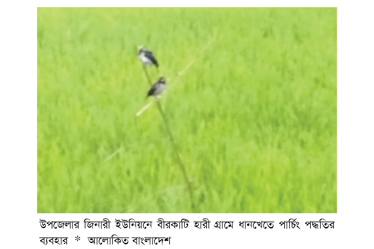 হোসেনপুরে ধানখেতে পার্চিং পদ্ধতি সাড়া ফেলেছে হোসেনপুরে ধানখেতে পার্চিং পদ্ধতি সাড়া ফেলেছে