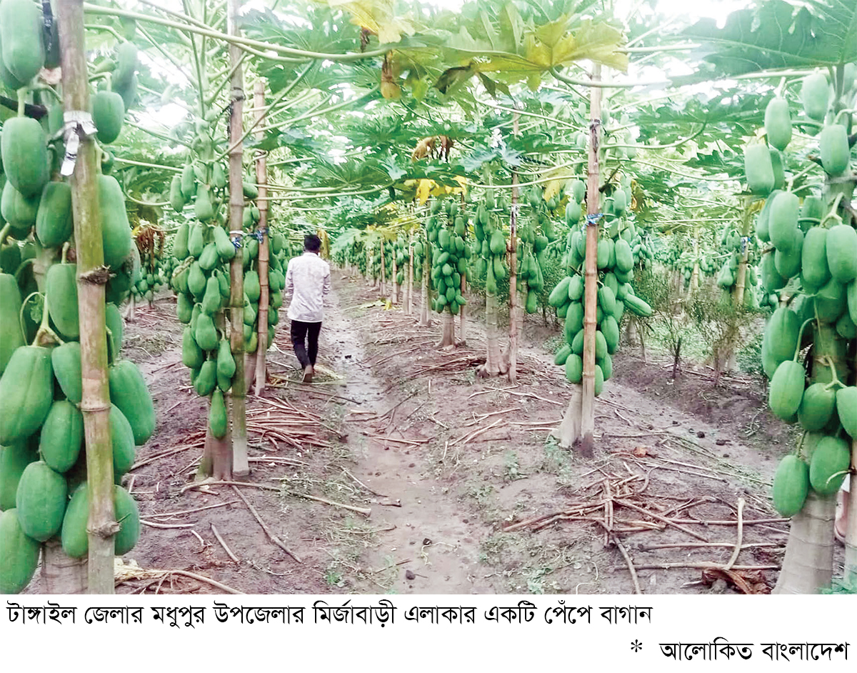 এ বছর মধুপুরে ১ হাজার ৫৬ হেক্টর জমিতে পেঁপে চাষ এ বছর মধুপুরে ১ হাজার ৫৬ হেক্টর জমিতে পেঁপে চাষ