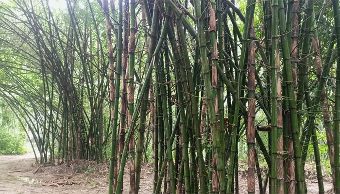 বোয়ালমারী থেকে হারিয়ে যাচ্ছে বাঁশঝাড় বোয়ালমারী থেকে হারিয়ে যাচ্ছে বাঁশঝাড়