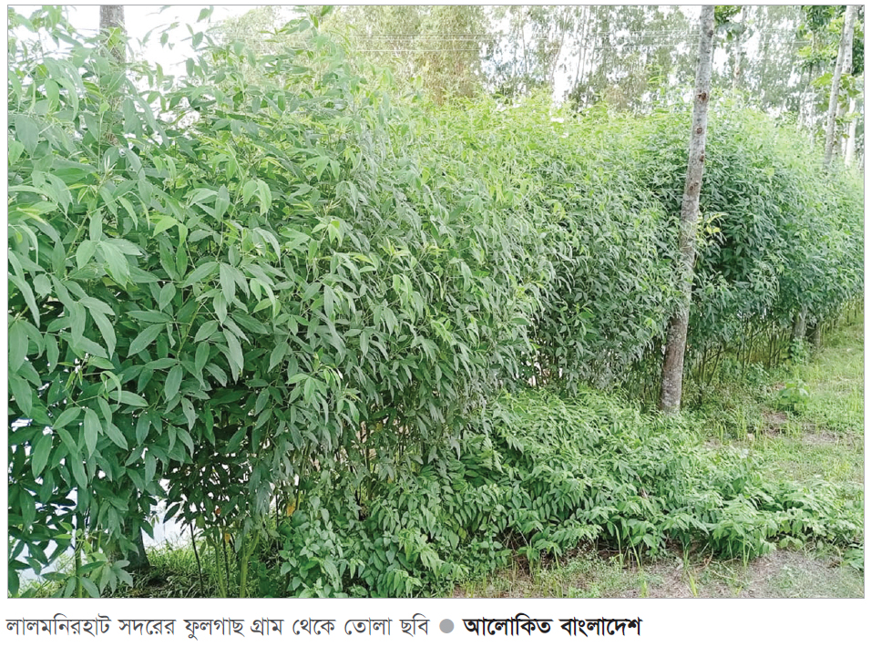 লালমনিরহাটে জমির আইলে গাছ কালাইয়ের চাষ লালমনিরহাটে জমির আইলে গাছ কালাইয়ের চাষ