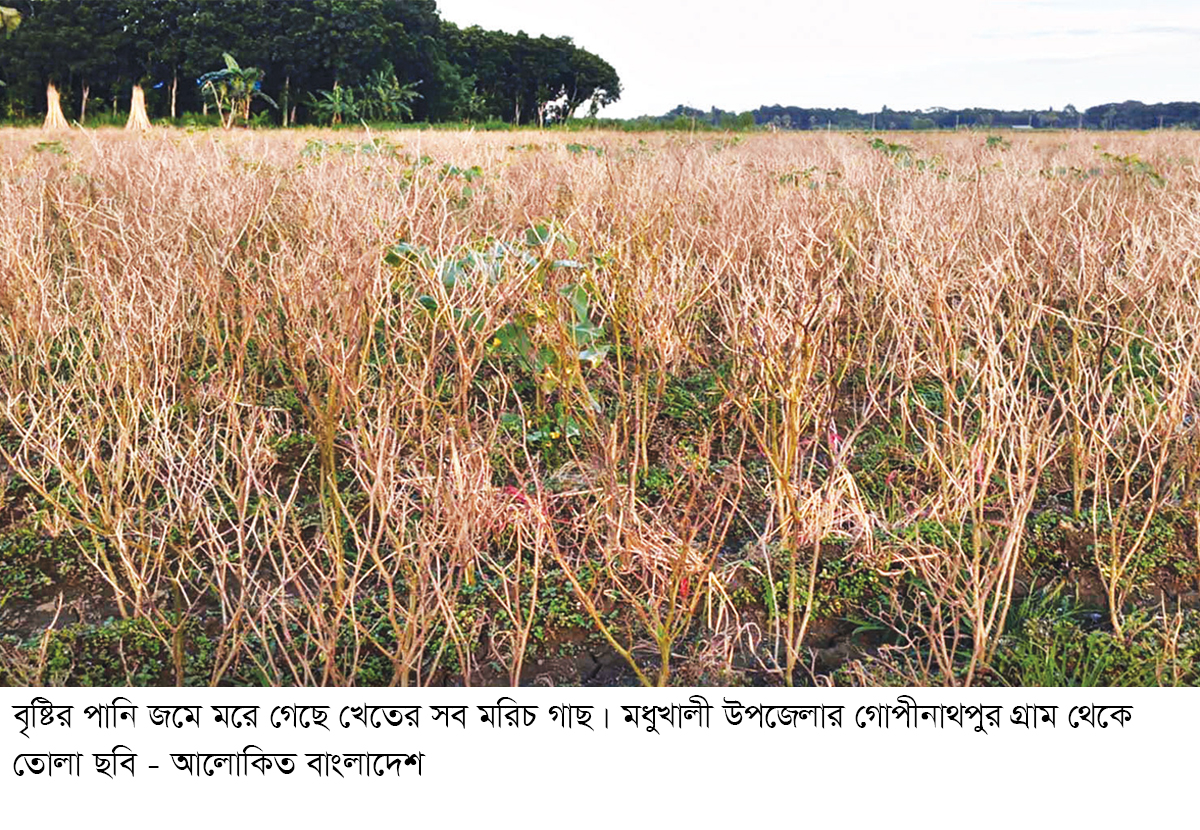 মধুখালীতে টানা বৃষ্টিতে মরিচ খেতের ব্যাপক ক্ষতি মধুখালীতে টানা বৃষ্টিতে মরিচ খেতের ব্যাপক ক্ষতি