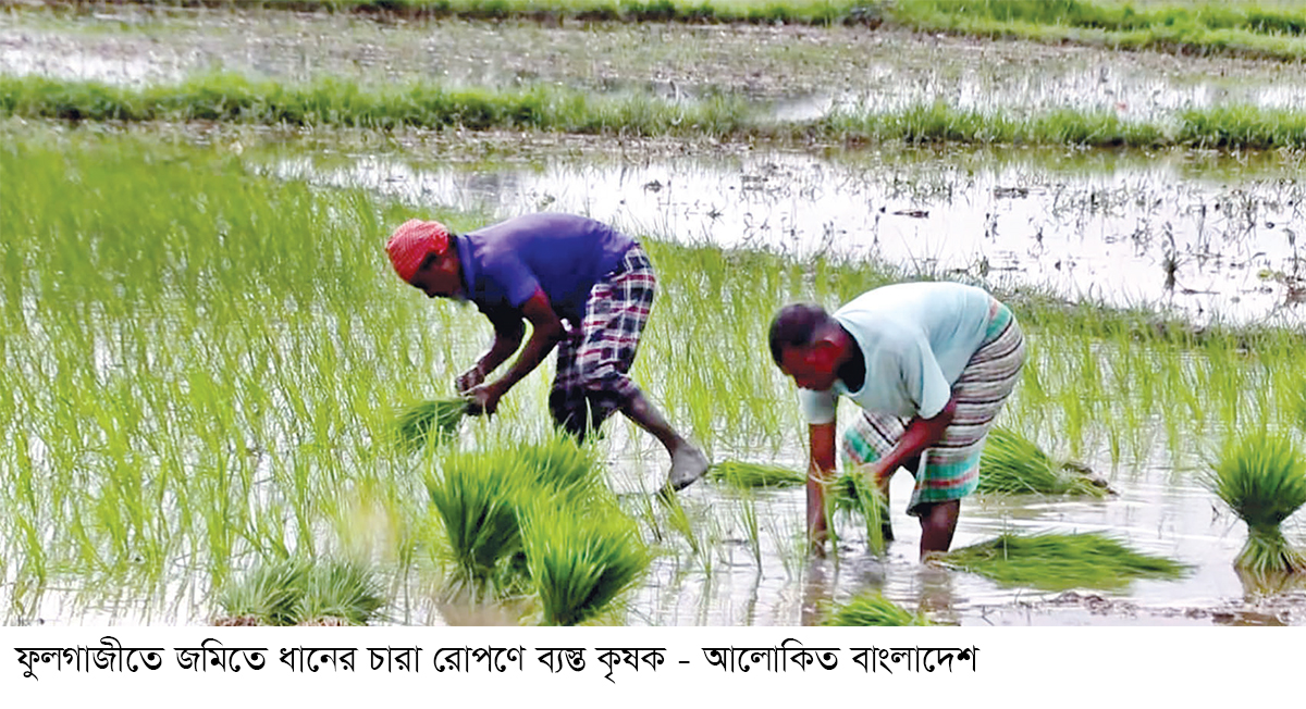ফেনীতে কৃষকদের ঘুরে দাঁড়ানোর প্রচেষ্টা ফেনীতে কৃষকদের ঘুরে দাঁড়ানোর প্রচেষ্টা