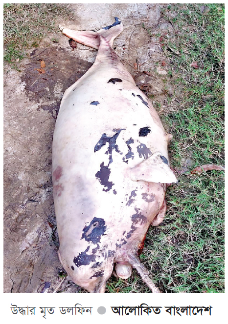 হালদা থেকে মৃত ডলফিন উদ্ধার হালদা থেকে মৃত ডলফিন উদ্ধার