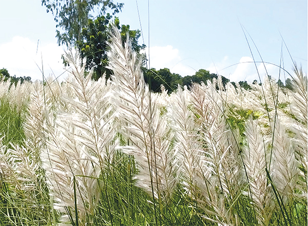 শরৎ এলো কাশবনে শরৎ এলো কাশবনে