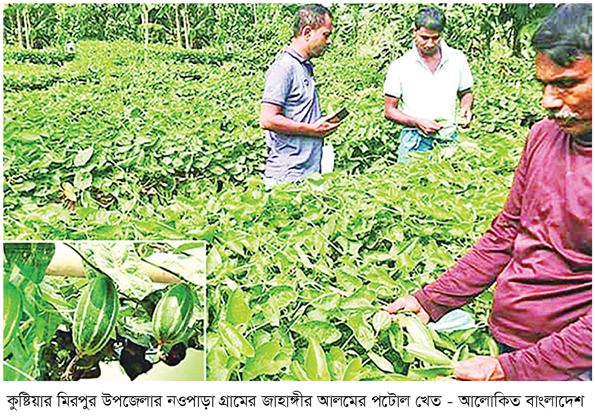 কুষ্টিয়ায় পটোল চাষে ফিরছে আর্থিক স্বচ্ছলতা কুষ্টিয়ায় পটোল চাষে ফিরছে আর্থিক স্বচ্ছলতা