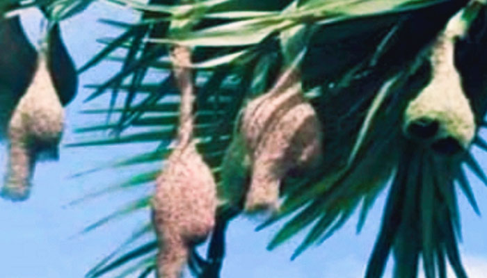 পরিবেশ বিপর্যয়, ফরিদপুর জেলা থেকে হারিয়ে যাচ্ছে বাবুই পাখি পরিবেশ বিপর্যয়, ফরিদপুর জেলা থেকে হারিয়ে যাচ্ছে বাবুই পাখি