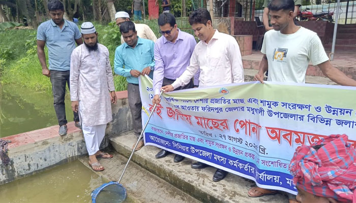 মধুখালীতে ৩৩৫ কেজি রুই জাতের পোনা মাছ অবমুক্ত মধুখালীতে ৩৩৫ কেজি রুই জাতের পোনা মাছ অবমুক্ত