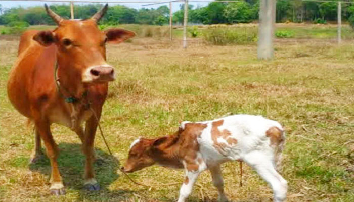 কমলগঞ্জে এক রাতে দুই বাড়ি থেকে ৪ গরু চুরি
