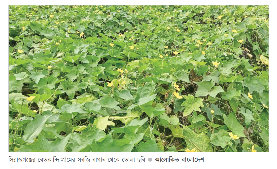 সিরাজগঞ্জে সবজি চাষে ফিরেছে স্বচ্ছলতা সিরাজগঞ্জে সবজি চাষে ফিরেছে স্বচ্ছলতা