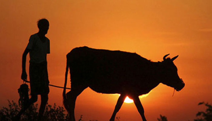 সখীপুরে থামছে না গরু চুরি, দিশেহারা কৃষক সখীপুরে থামছে না গরু চুরি, দিশেহারা কৃষক