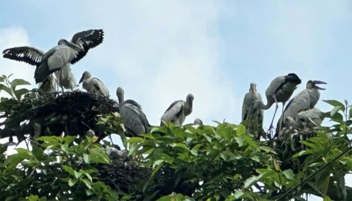 ঈশ্বরদীতে অতিথি পাখিদের আগমন, চলতে হয় ছাতা নিয়ে ঈশ্বরদীতে অতিথি পাখিদের আগমন, চলতে হয় ছাতা নিয়ে
