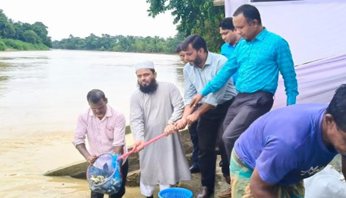 মৌলভীবাজারে মনু নদে রুই মাছের পোনা অবমুক্ত মৌলভীবাজারে মনু নদে রুই মাছের পোনা অবমুক্ত