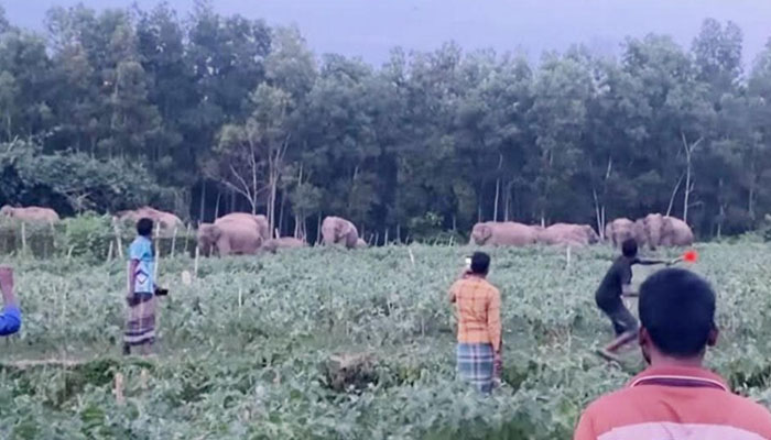 গারো পাহাড়ে খাবারের সন্ধানে লোকালয়ে বন্য হাতির দল গারো পাহাড়ে খাবারের সন্ধানে লোকালয়ে বন্য হাতির দল