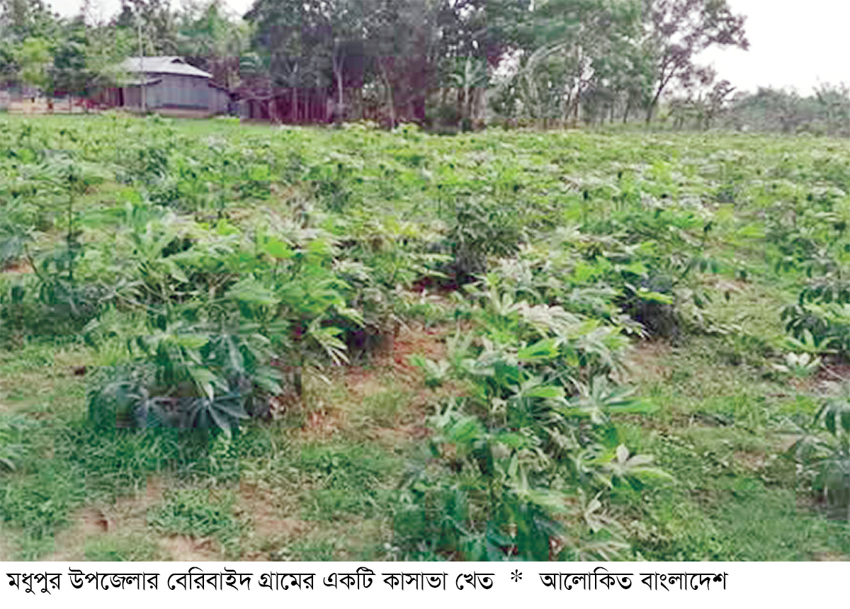 মধুপুরে বাণিজ্যিকভাবে চাষ হচ্ছে কাসাভা মধুপুরে বাণিজ্যিকভাবে চাষ হচ্ছে কাসাভা