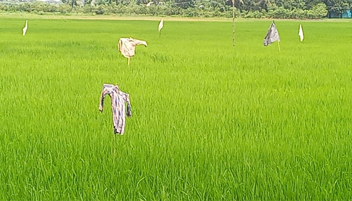 ফসল রক্ষায় কাকতাড়ুয়া এখন আর দেখা যায় না ফসল রক্ষায় কাকতাড়ুয়া এখন আর দেখা যায় না