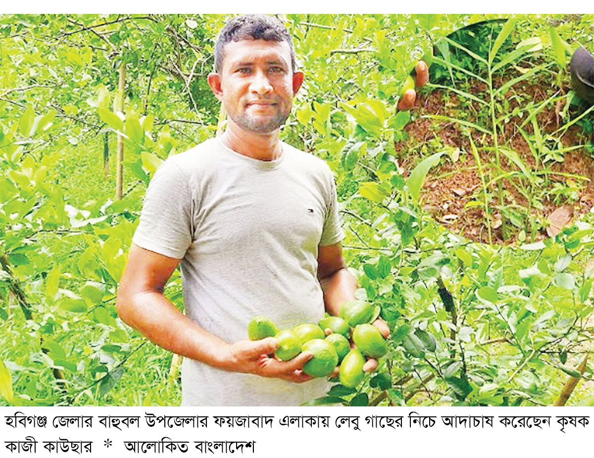 বাহুবলে লেবু গাছের নিচে আদাচাষে সাফল্য বাহুবলে লেবু গাছের নিচে আদাচাষে সাফল্য
