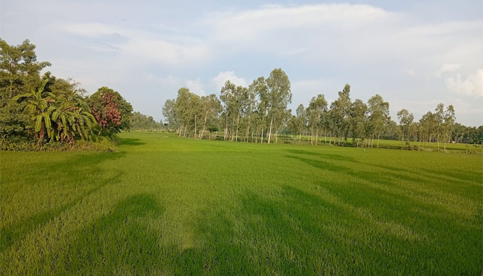 লালমনিরহাটে বোরো-আমন ধান নিয়ে কৃষকের স্বপ্ন লালমনিরহাটে বোরো-আমন ধান নিয়ে কৃষকের স্বপ্ন