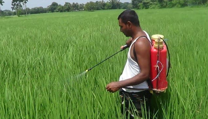 ধান খেতে আগাছা দমনে কীটনাশক ব্যবহার, শ্রমিক খরচ হ্রাস ধান খেতে আগাছা দমনে কীটনাশক ব্যবহার, শ্রমিক খরচ হ্রাস