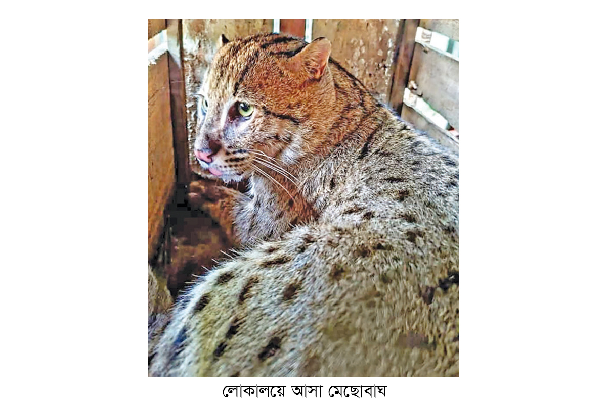ফটিকছড়িতে উদ্ধার মেছোবাঘ চিড়িয়াখানায়