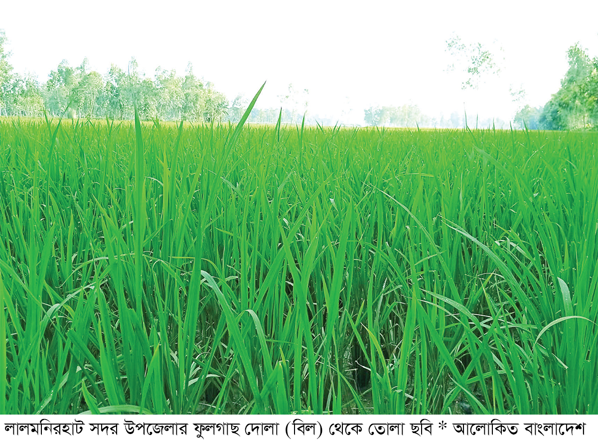 আমন ধানের সবুজ গাছে দুলছে কৃষকের স্বপ্ন আমন ধানের সবুজ গাছে দুলছে কৃষকের স্বপ্ন