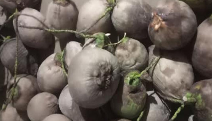 দুর্গাপূজাকে সামনে রেখে ফরিদপুরে বেড়েছে ঝুনা নারকেলের দাম দুর্গাপূজাকে সামনে রেখে ফরিদপুরে বেড়েছে ঝুনা নারকেলের দাম