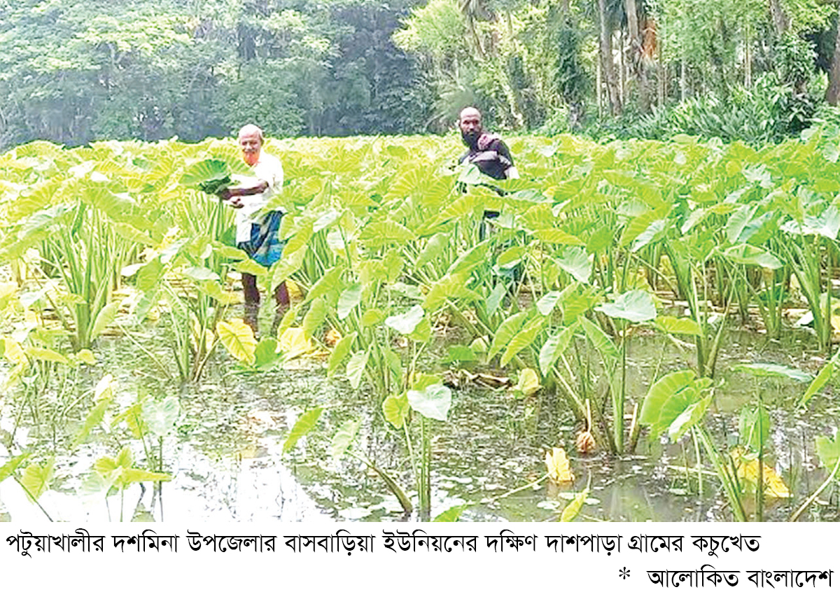দশমিনায় পানি কচুচাষে দিন ফিরছে চাষিদের দশমিনায় পানি কচুচাষে দিন ফিরছে চাষিদের