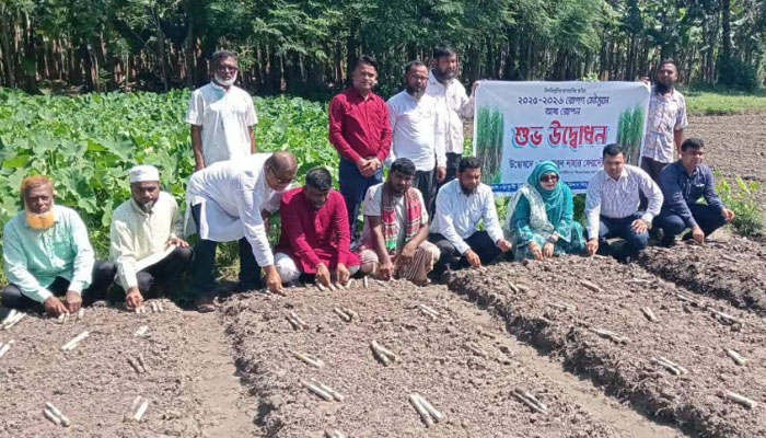 ঈশ্বরদীতে আখ রোপণ মৌসুমের উদ্বোধন ঈশ্বরদীতে আখ রোপণ মৌসুমের উদ্বোধন