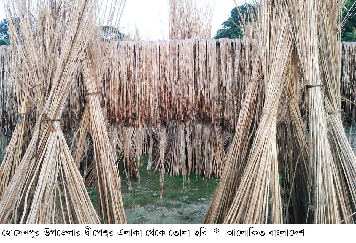 আঁশের চেয়ে কাঠিতেই বেশি লাভ, হোসেনপুরে ব্যস্ত চাষিরা আঁশের চেয়ে কাঠিতেই বেশি লাভ, হোসেনপুরে ব্যস্ত চাষিরা