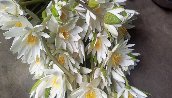 সবজি হিসেবে বাজারে বিক্রি হচ্ছে শাপলা ফুল সবজি হিসেবে বাজারে বিক্রি হচ্ছে শাপলা ফুল