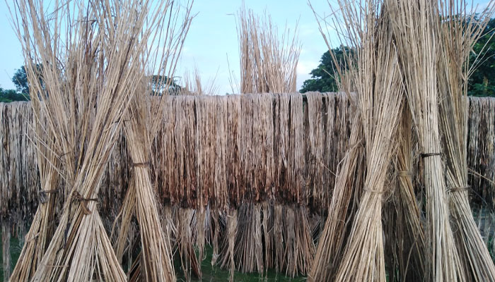 হোসেনপুরে পাটকাঠিতে কৃষকের আর্থিক লাভবানের স্বপ্ন হোসেনপুরে পাটকাঠিতে কৃষকের আর্থিক লাভবানের স্বপ্ন