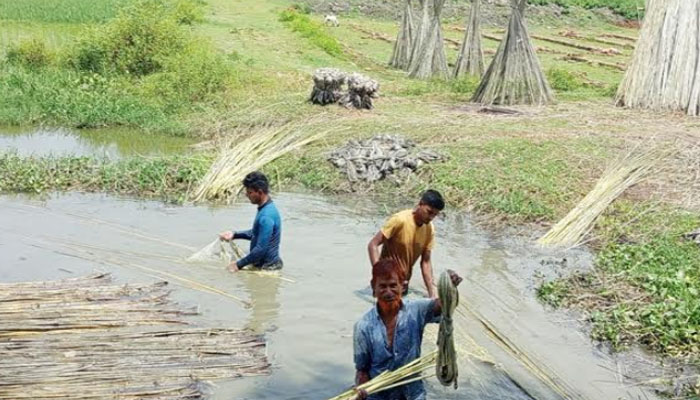 পীরগঞ্জে পাটের ন্যায্য মুল্য পেয়ে খুশি কৃষকরা পীরগঞ্জে পাটের ন্যায্য মুল্য পেয়ে খুশি কৃষকরা