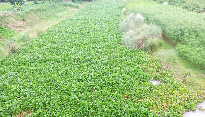 গাজীখালী নদী জুড়ে কচুরিপানা, বর্ষায়ও নৌকা চলাচল বন্ধ গাজীখালী নদী জুড়ে কচুরিপানা, বর্ষায়ও নৌকা চলাচল বন্ধ