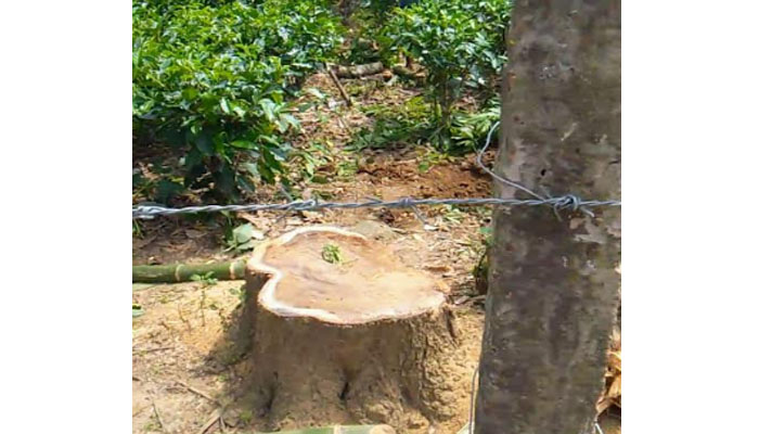 চা বাগান থেকে দিন দিন কমছে ‘ছায়াবৃক্ষ’ চা বাগান থেকে দিন দিন কমছে ‘ছায়াবৃক্ষ’