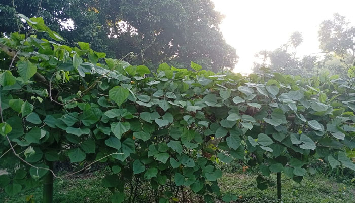 লালমনিরহাটে চাষীদের স্বপ্ন দুলছে শিমের গাছে গাছে লালমনিরহাটে চাষীদের স্বপ্ন দুলছে শিমের গাছে গাছে