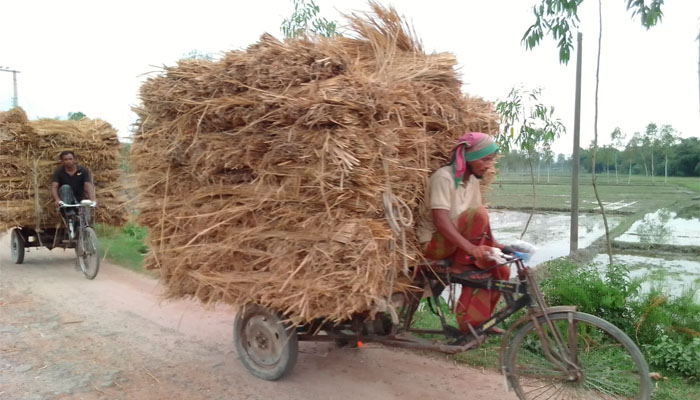 লালমনিরহাটে গো-খাদ্যের তীব্র সংকট