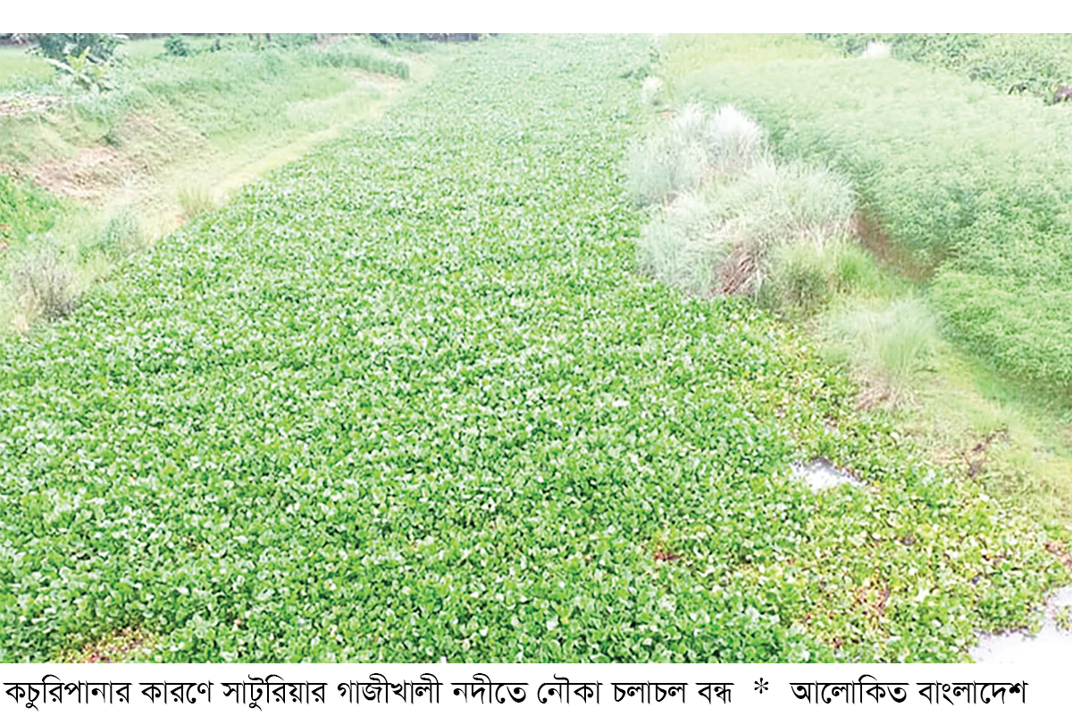 কচুরিপানার জটে গাজীখালী নদীতে নৌকা চলাচল বন্ধ কচুরিপানার জটে গাজীখালী নদীতে নৌকা চলাচল বন্ধ