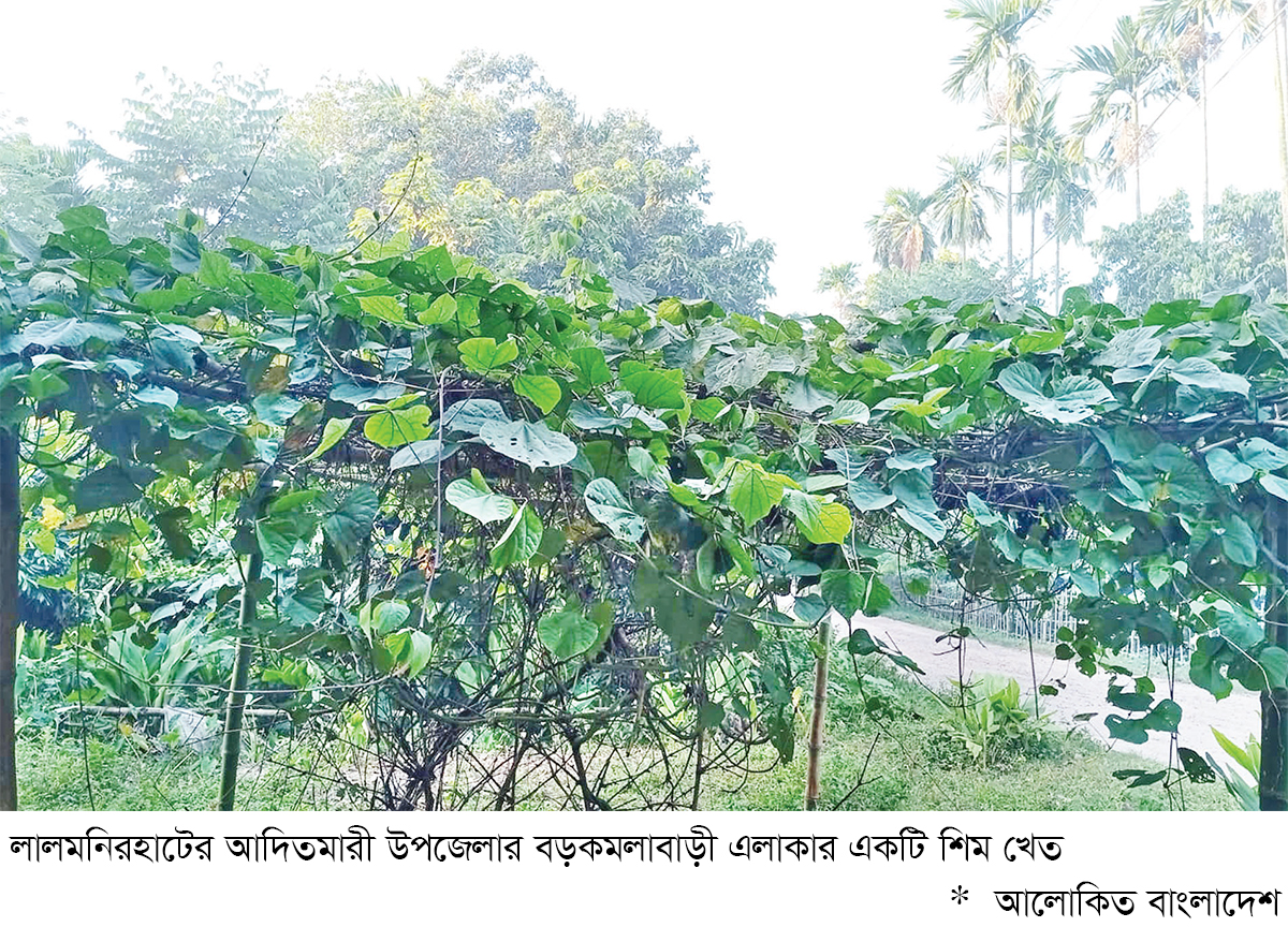 লালমনিরহাটে শিমের থোকায় দুলছে কৃষকের স্বপ্ন লালমনিরহাটে শিমের থোকায় দুলছে কৃষকের স্বপ্ন